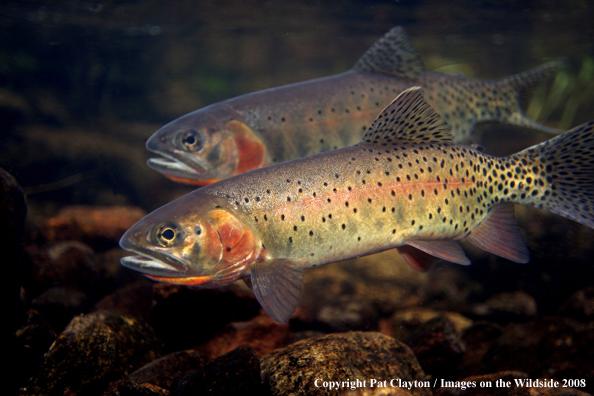 Cutthroat Trout