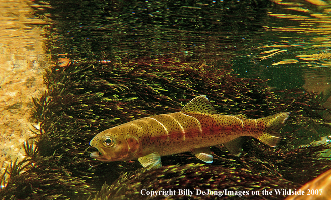 Underwater rainbow trout 