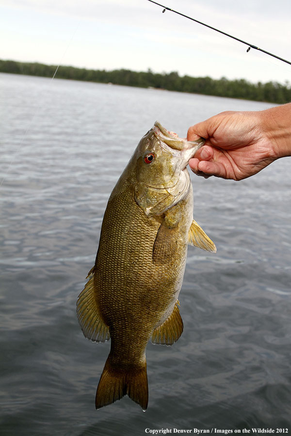 Fisherman with smallmouth bass.