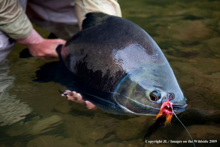 Flyfisherman releasing a pacu.