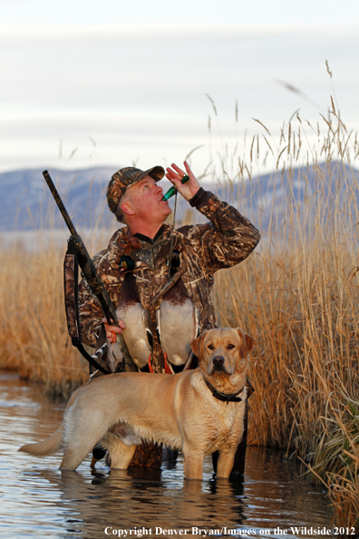 Duck hunter calling mallards with yellow labrador retriever. 