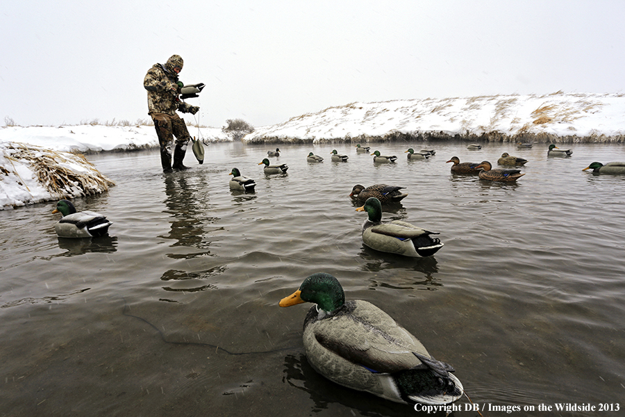 Waterfowl hunter setting decoys.