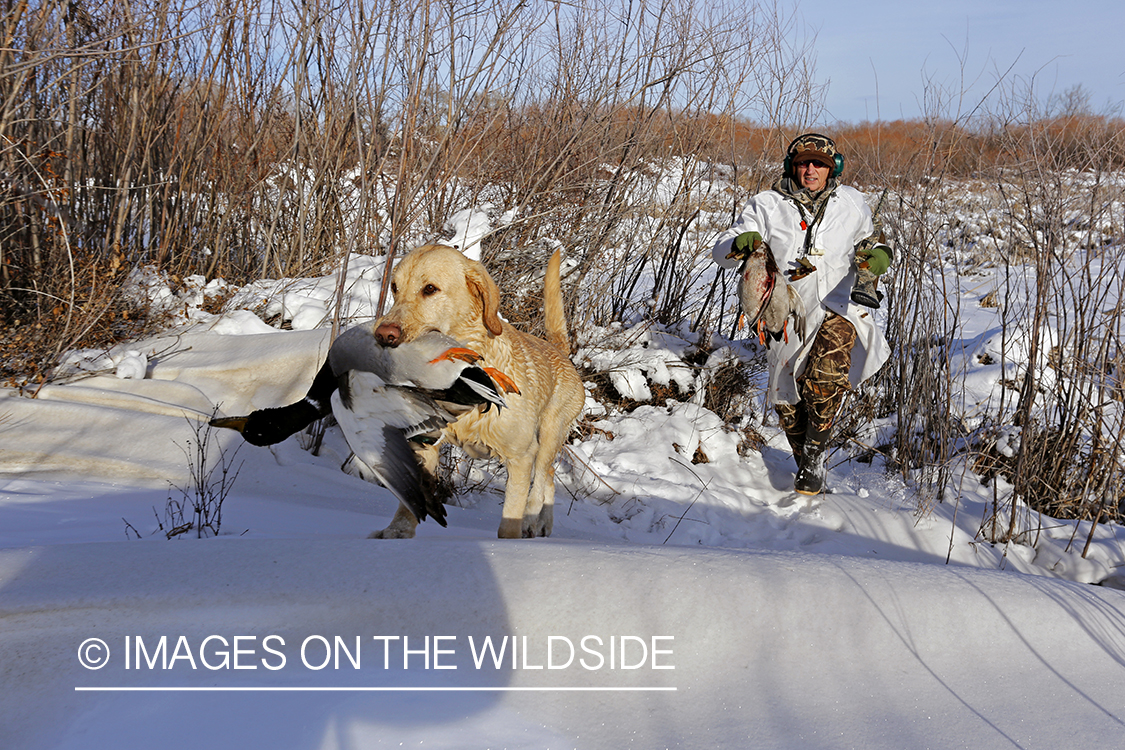 Waterfowl hunter and yellow labrador with bagged mallards in field.