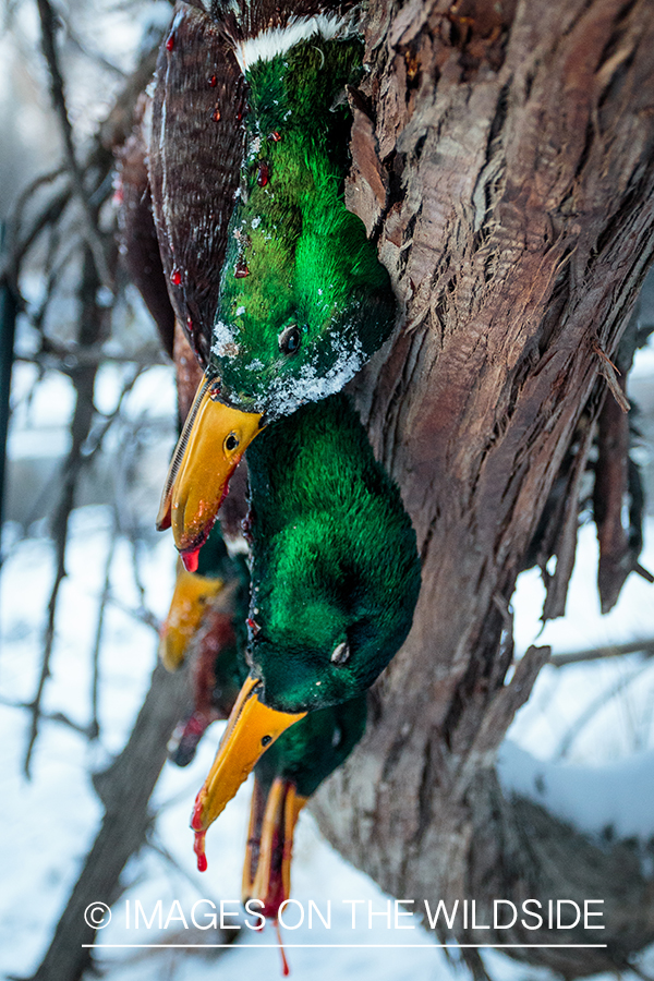 Bagged mallard ducks.