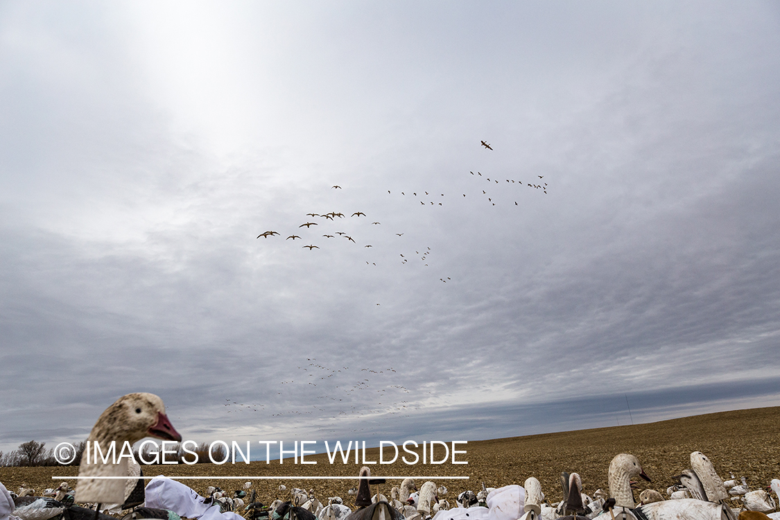 Geese flying above field with decoys. 