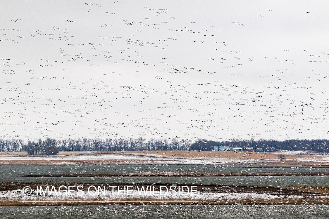 Geese flying over countryside. 