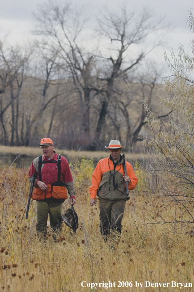 Upland hunters in field with bagged ring-necked pheasant.