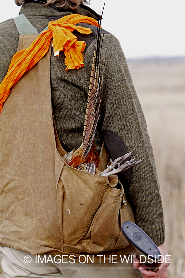 Pheasant hunter in field. 