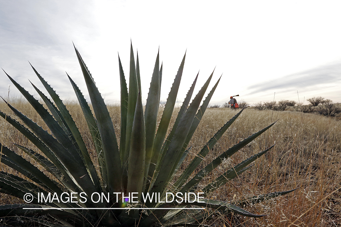 Mearns quail hunting.