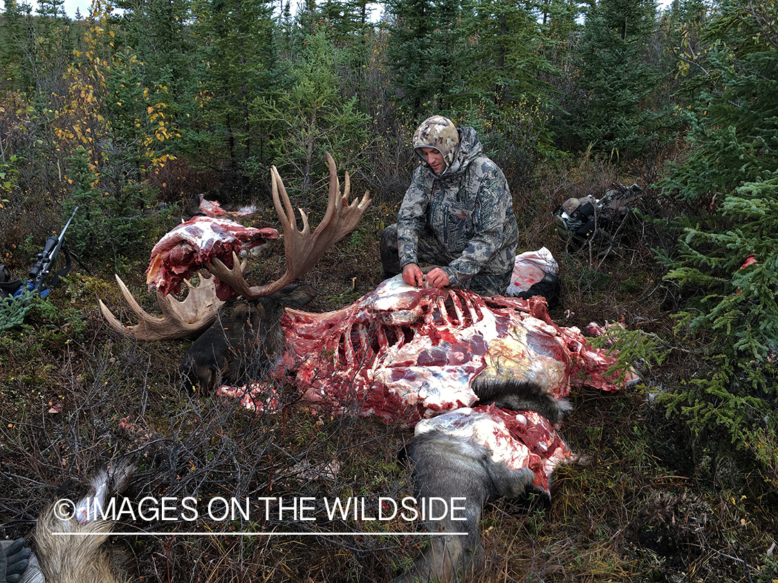 Hunter butchering Alaskan moose in field. 