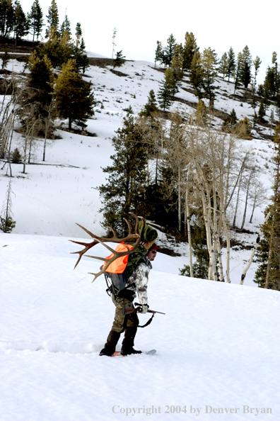 Big game hunter packing elk rack out on snowshoes.