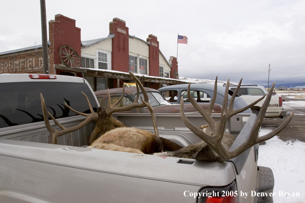 Field dressed bull elk and mule deer in back of truck.