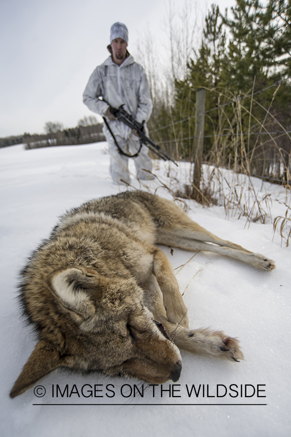 Predator hunter approaching downed coyote in snow covered field.