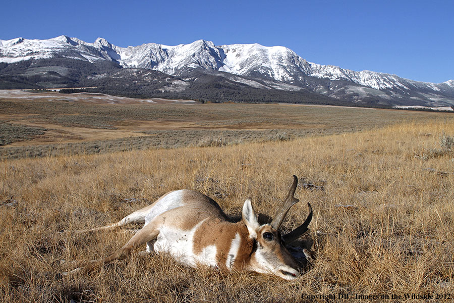 Downed pronghorned buck in field.