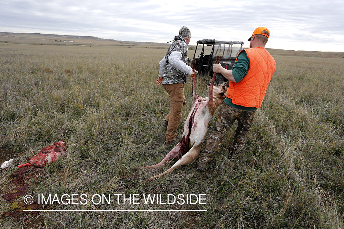 Hunters loading pronghorn antelope onto ATV.