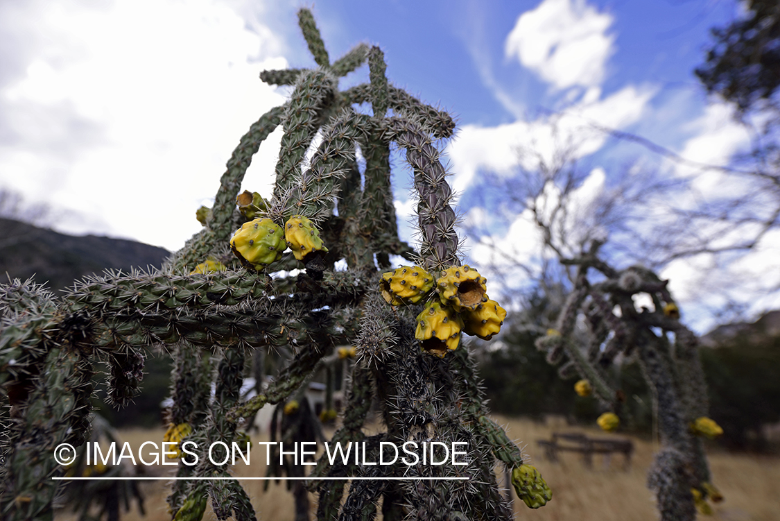 Cactus plant in the hills.