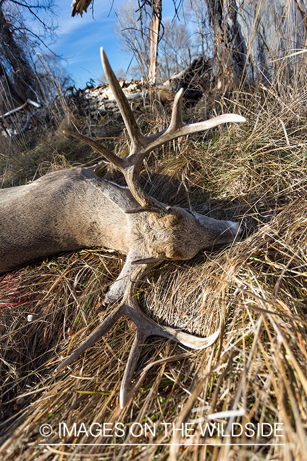 Bagged white-tailed buck in field.