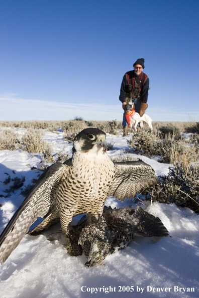 Peregrine falcon on sage grouse with falconer and English Pointer in background.