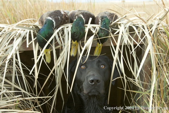 Black labrador retriever in blind with bagged mallards.