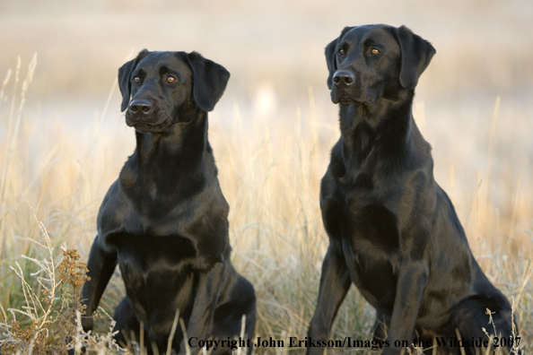 Black Labrador Retrievers 