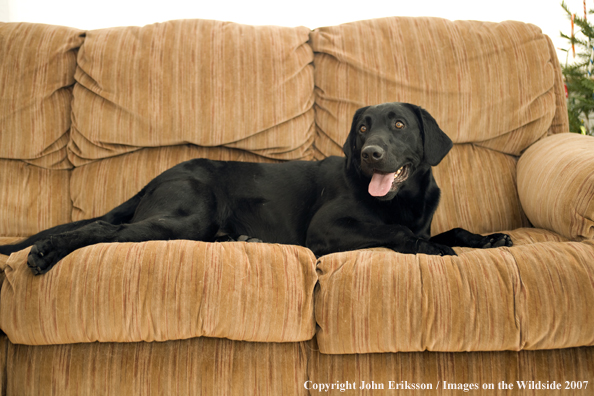 Black Labrador Retriever 