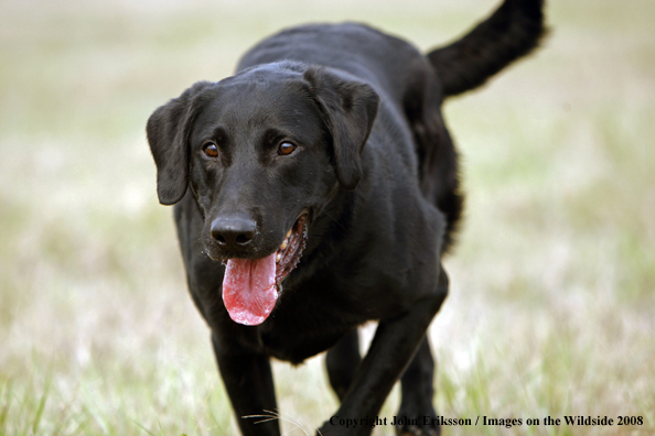 Black Labrador Retriever in field