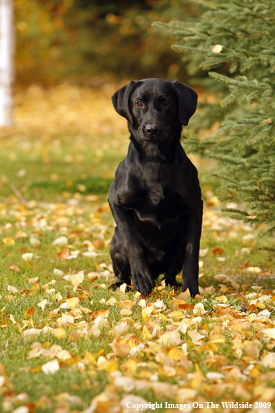 Black Labrador Retriever