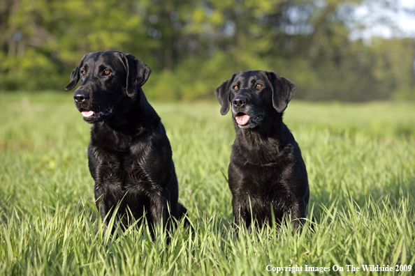 Black Labrador Retrievers in field