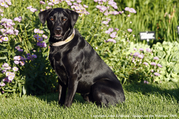 Black Labrador Retriever in yard