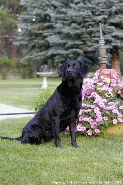 Black Labrador Retriever.