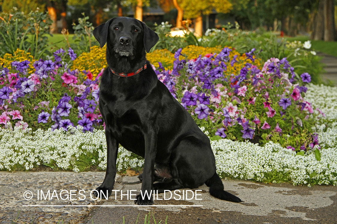 Black Labrador Retriever