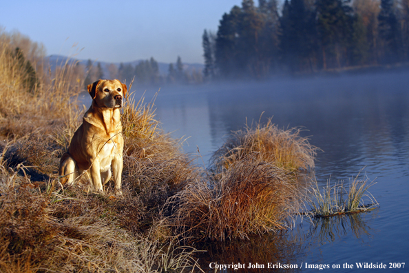 Yellow Labrador Retriever in field