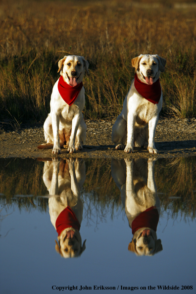 Yellow Labrador Retrievers in field