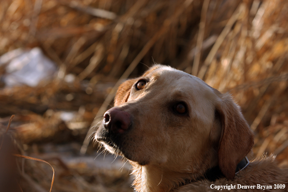 Yellow Labrador Retriever / Hunting