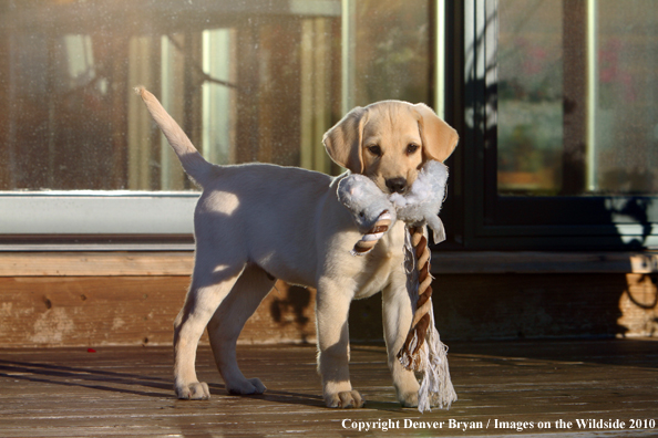 Yellow Labrador Retriever Puppy with toy