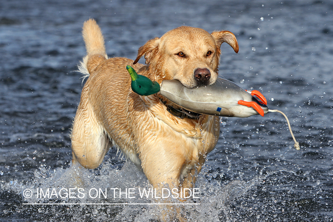 Yellow Labrador Retriever training with duck decoy. 