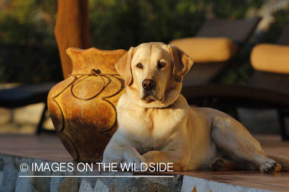 Yellow lab on deck.