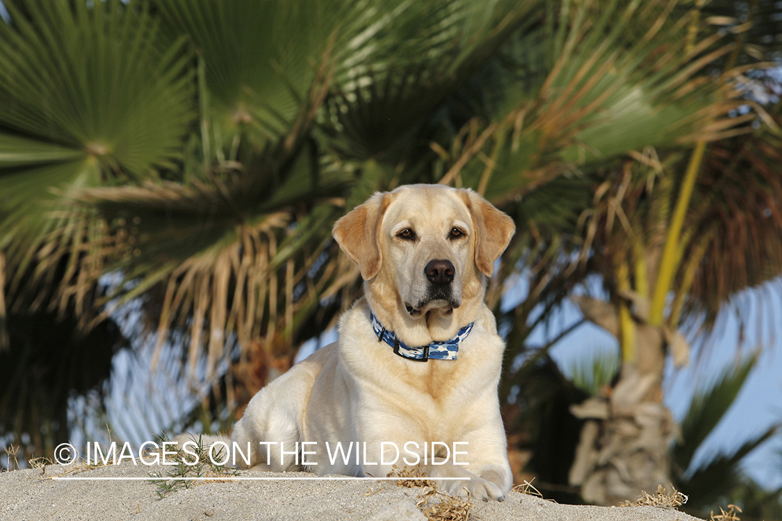 Yellow lab laying in sand.