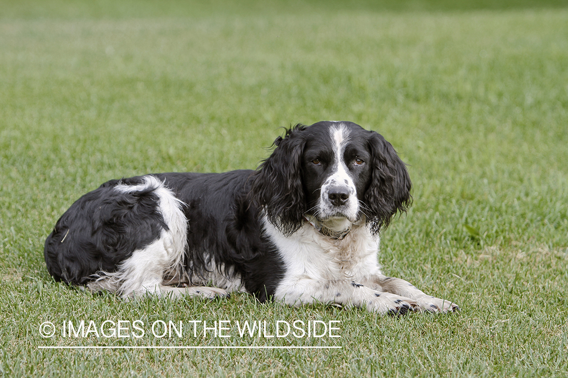 English Springer Spaniel