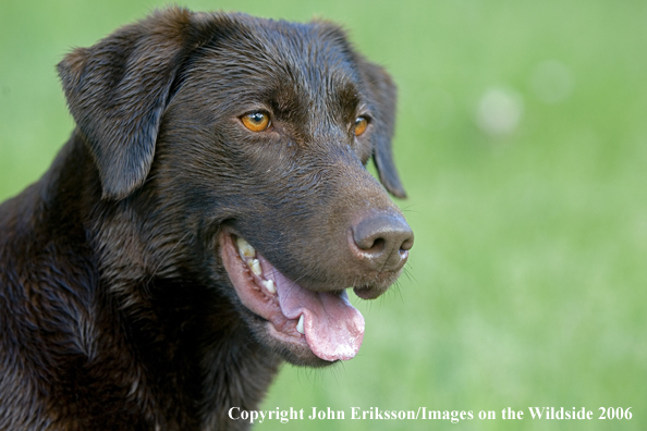 Chocolate Labrador Retriever