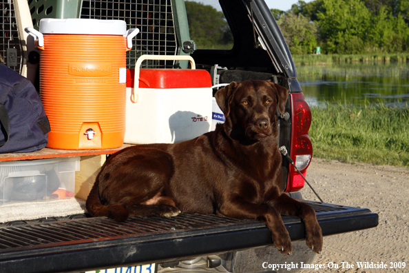 Chocolate Labrador Retriever in field