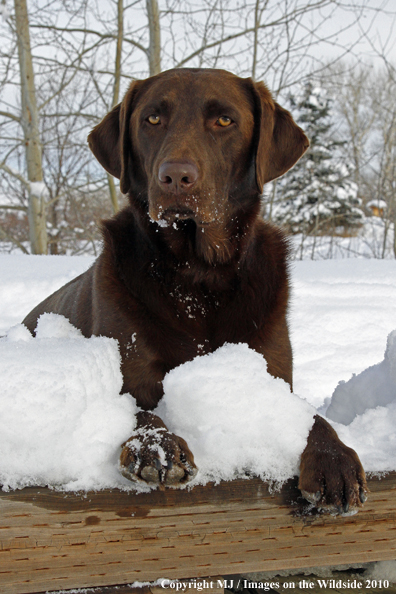 Chocolate Labrador Retriever