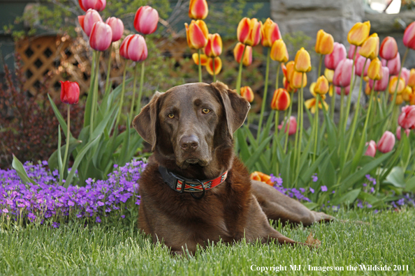 Chocolate Labrador Retriever.