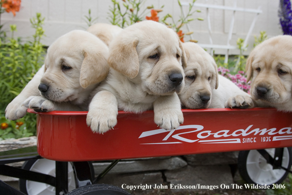 Yellow Labrador Retriever puppies.