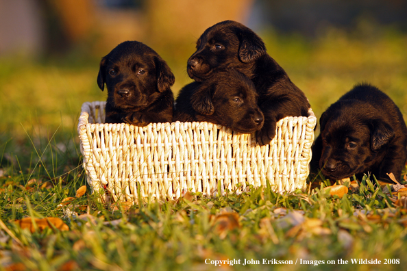 Black Labrador Retriever pups