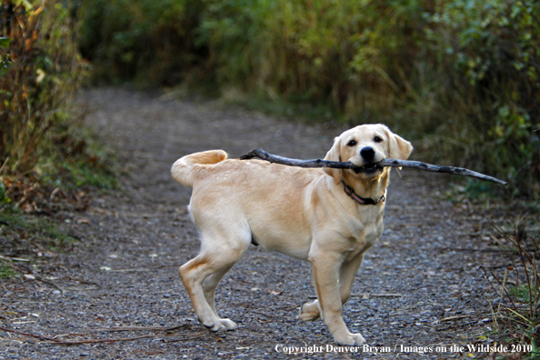 Yellow Labrador Retriever puppy