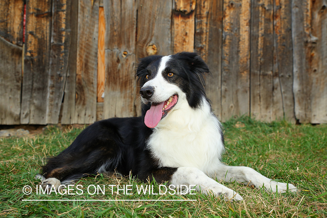 Border Collie in grass.