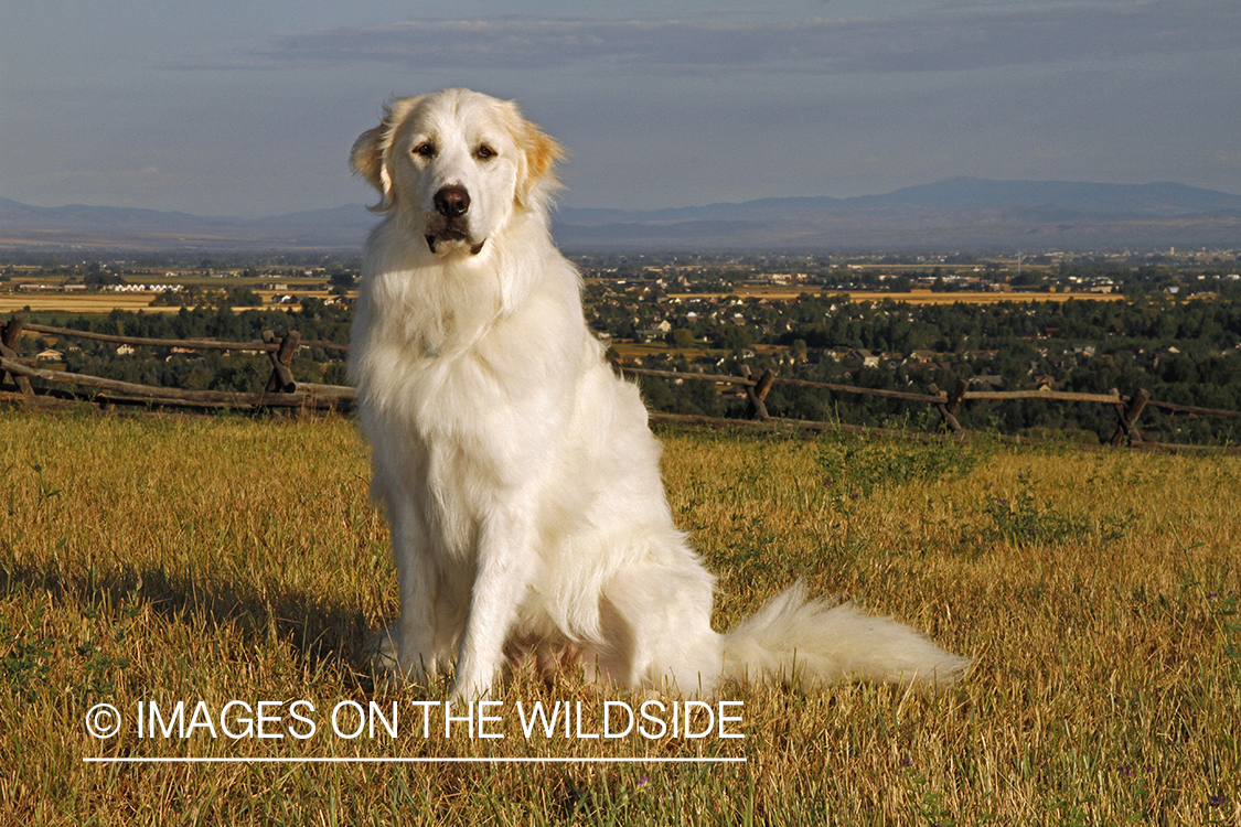 Great Pyrenees