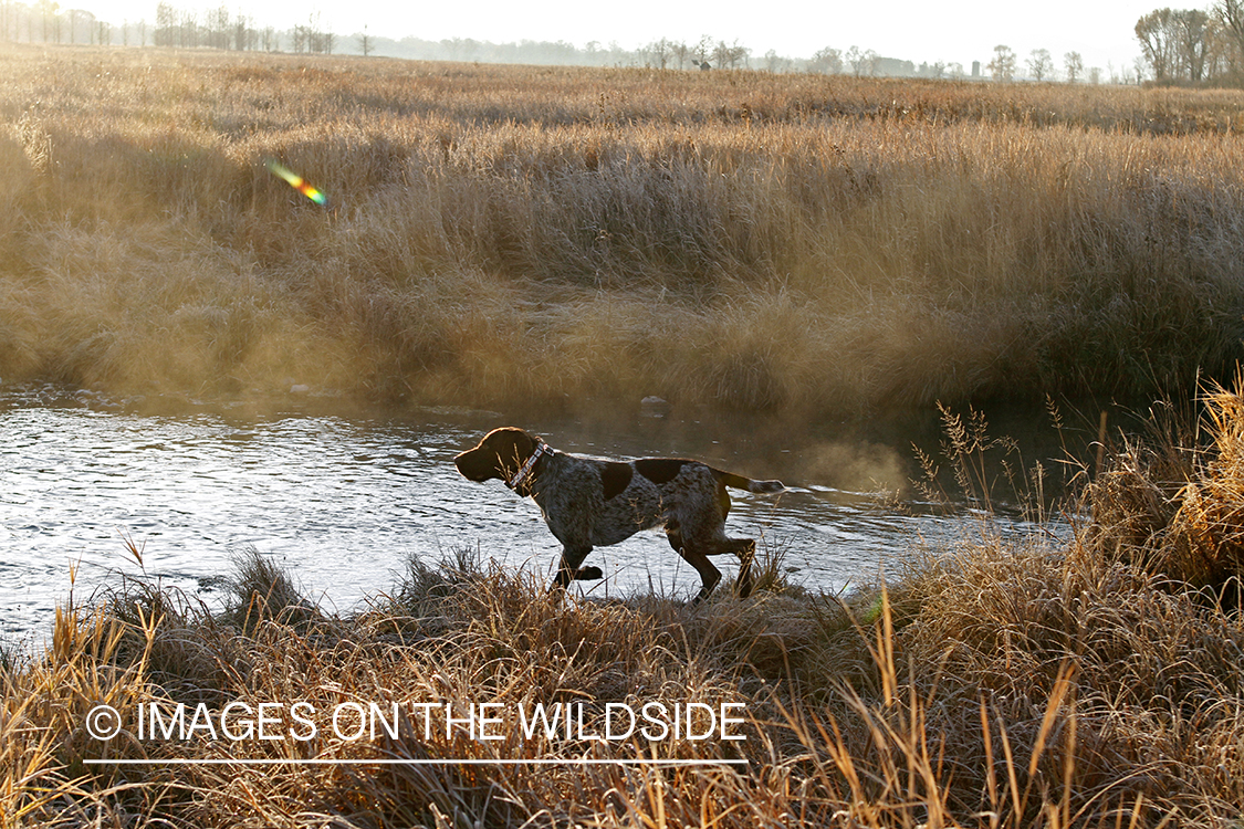 Griffon Pointer in field.