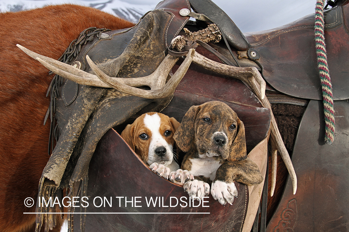 Treeing Walker Hound Puppies in saddle bag.